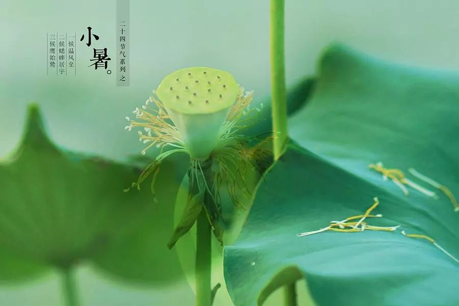 倏忽溫風至，因循小暑來!